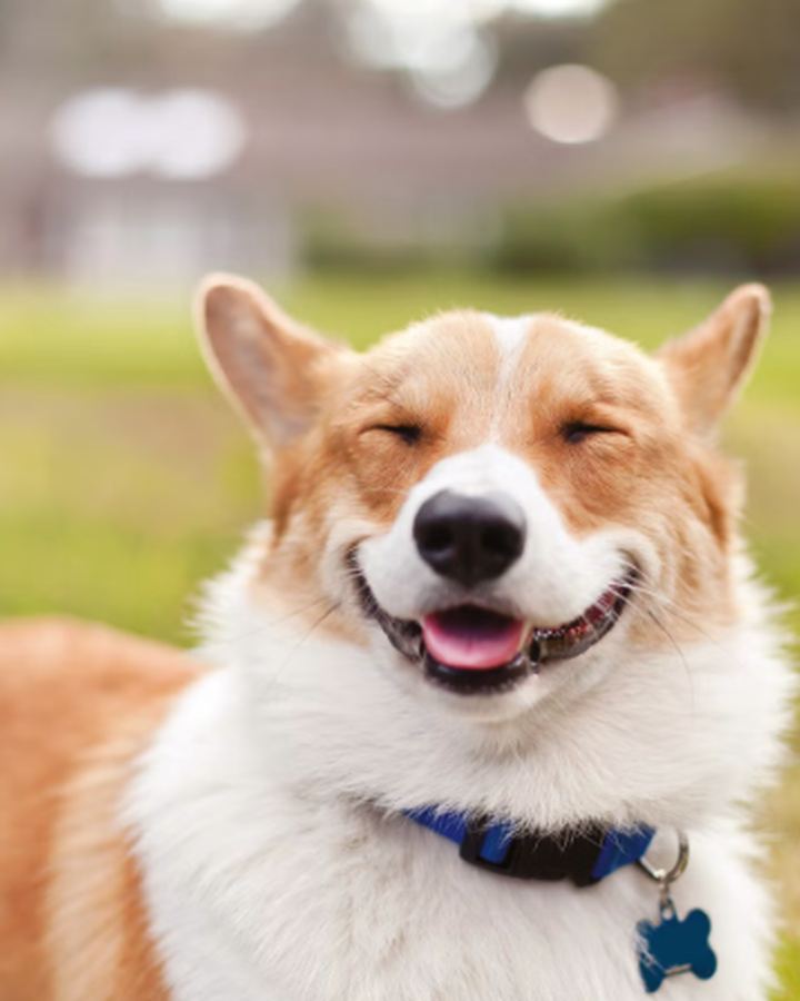 Phone photo of Milo, a smiling corgi