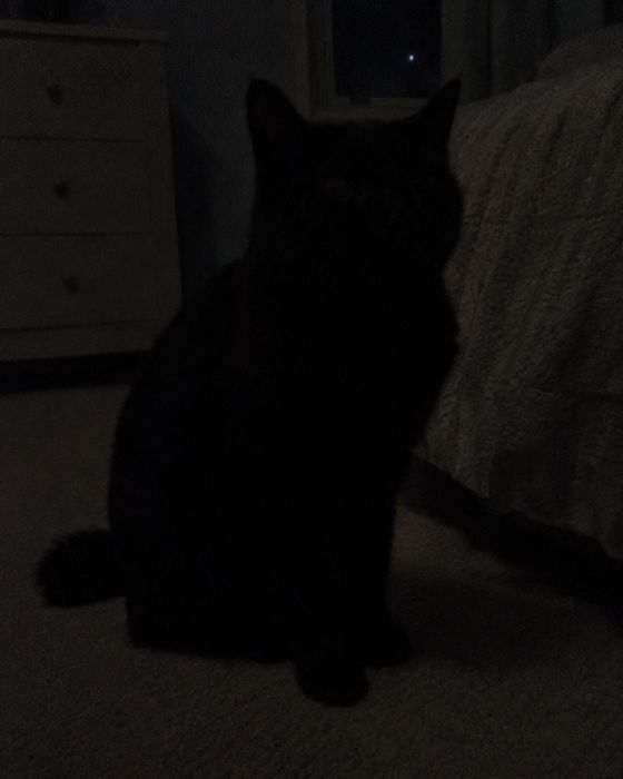 Photo to avoid: cat – too dark