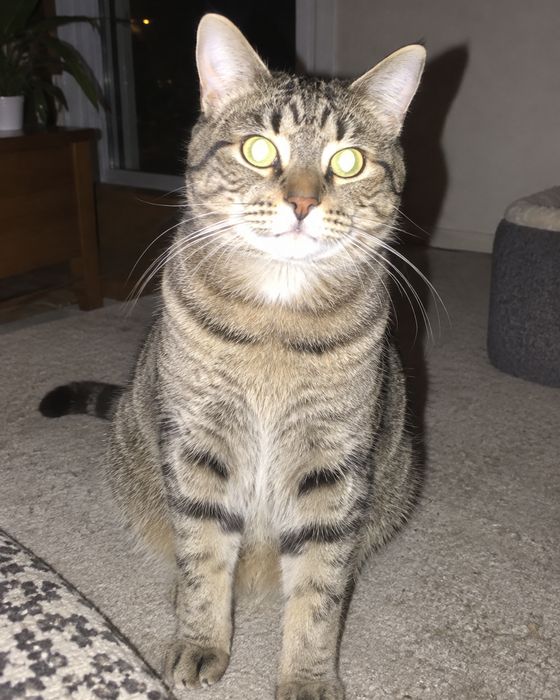 Photo to avoid: cat – flash
