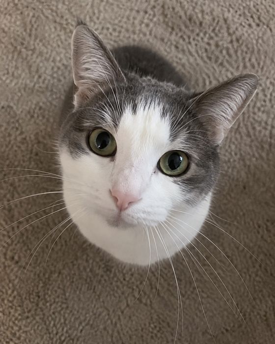 Photo to avoid: cat – from above