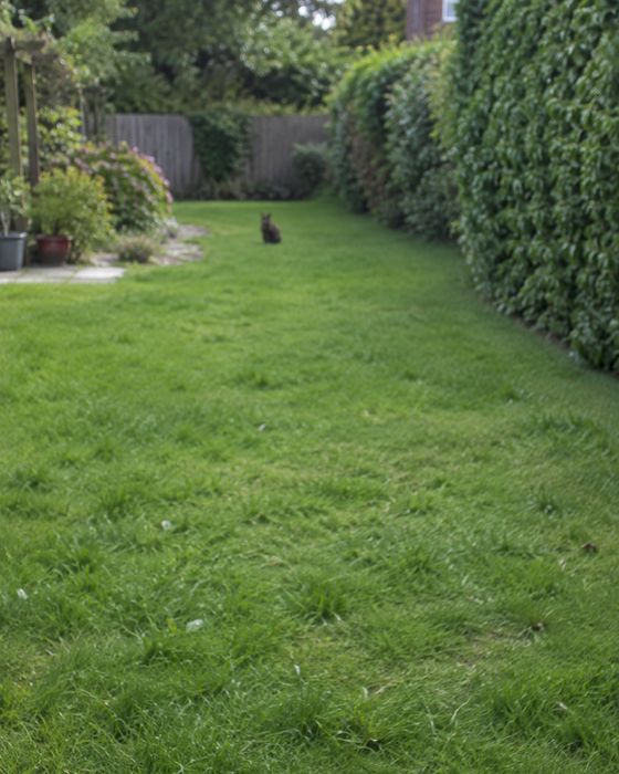 Photo to avoid: cat – too far away