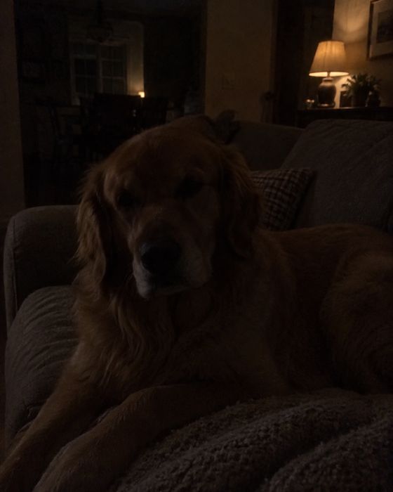 Photo to avoid: dog – too dark