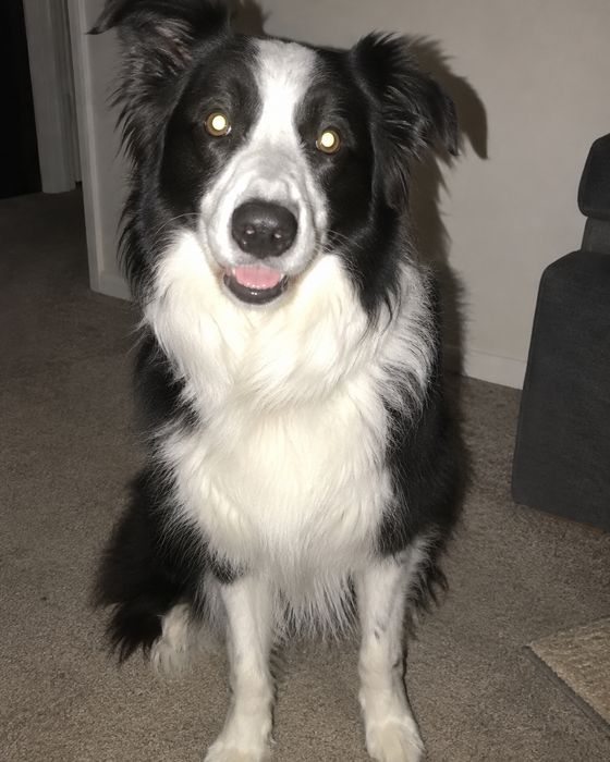 Photo to avoid: dog – flash