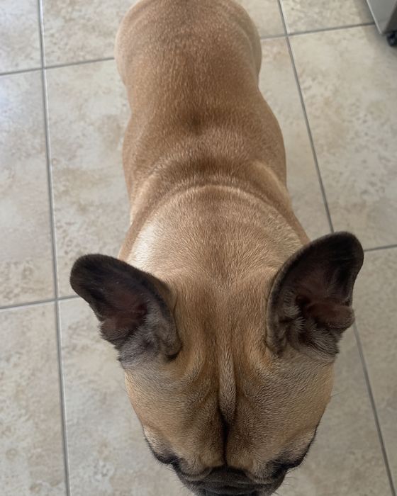 Photo to avoid: dog – from above