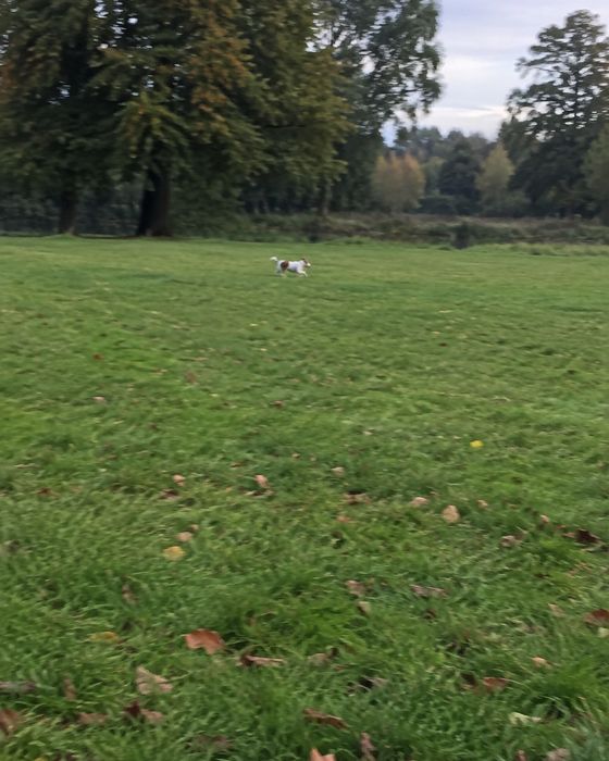 Photo to avoid: dog – too far away