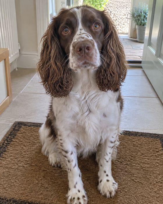Good dog photo: sharp and close