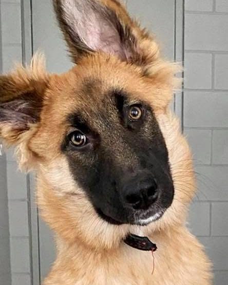 Morka looking into the camera, one ear folded