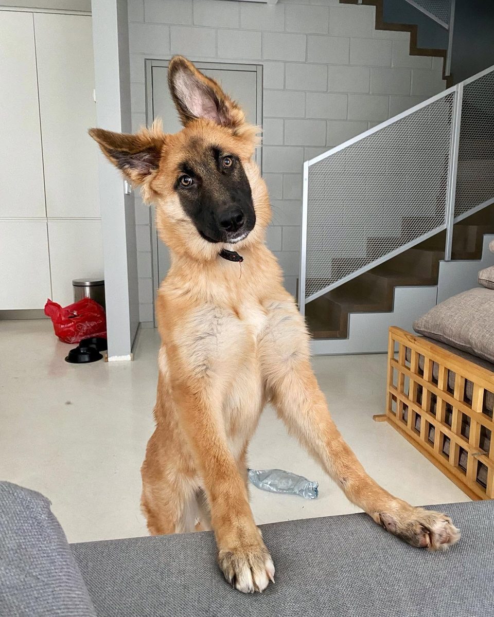 Morka as a puppy, head tilted, one ear up and one ear folded