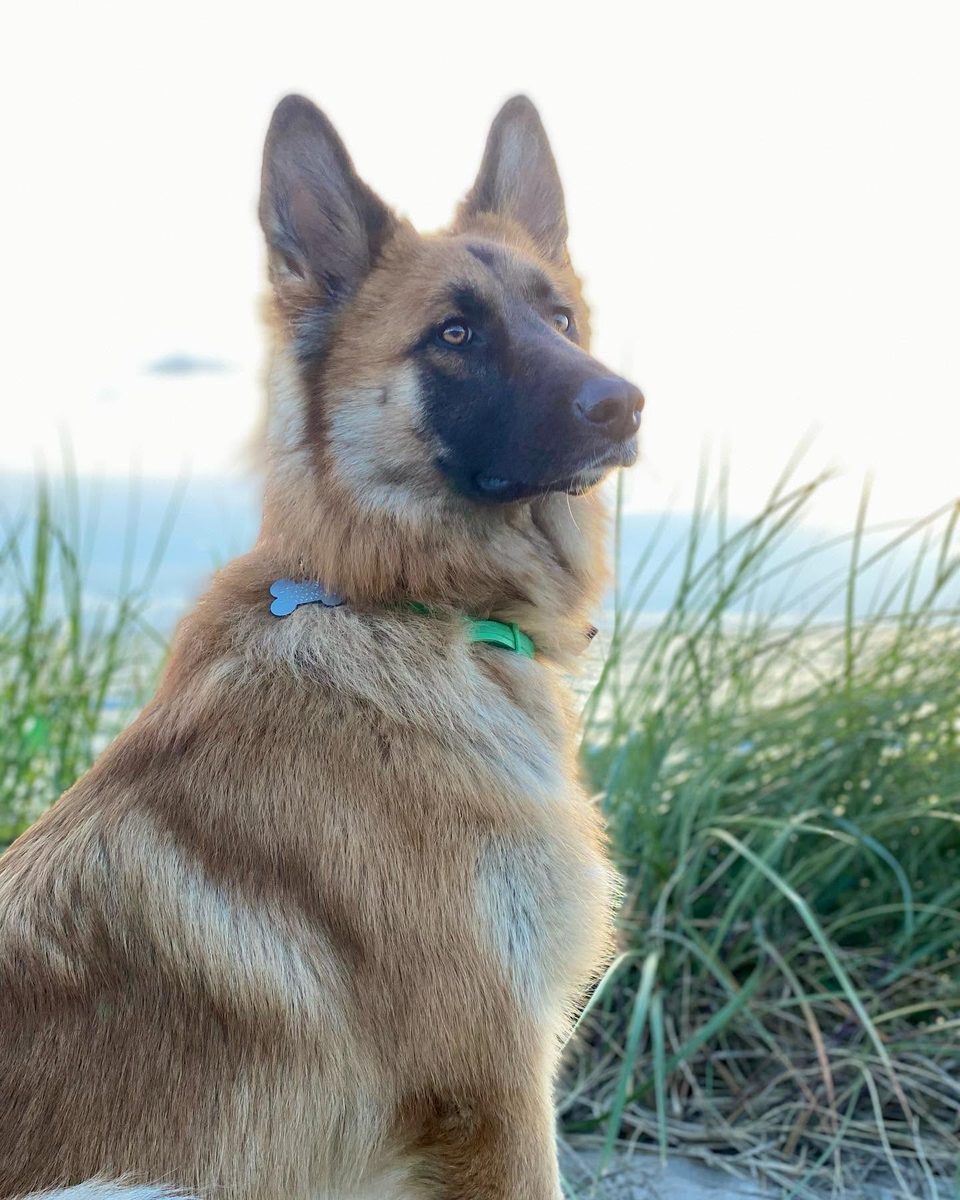 Morka today, a grown shepherd dog sitting in the dunes